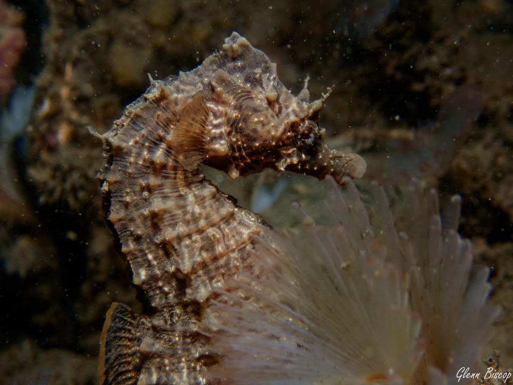 Hippocampus hippocampus